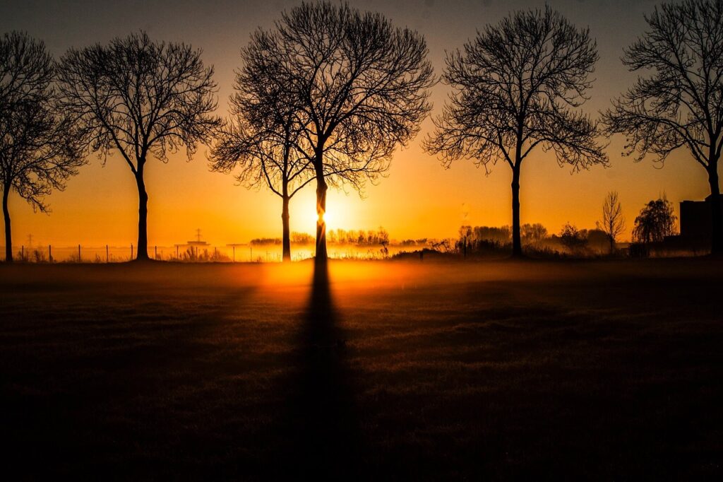 sun, morning, trees, landscape, nature, fog, rising sun, light, away, silence, peace, rising sun, rising sun, rising sun, rising sun, rising sun
